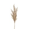 Koti Mr Plant | Pampaheina 80Cm